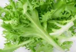 Afbeelding oogstperiode ANDIJVIE, Frisée de Namur